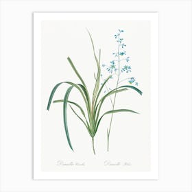 Blueberry Lily, Pierre Joseph Redoute Art Print