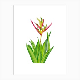 Vibrant pink and green Heliconia Tropical Flower and leaves in Watercolor 1 Art Print