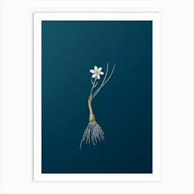 Vintage Snowdon Lily Botanical Art on Teal Blue n.0611 Art Print