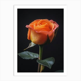 Orange Rose On Black Background 6 Art Print