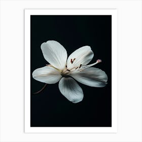 White Flower On A Black Background 1 Art Print