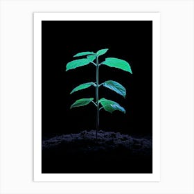 Small Green Plant On Black Background 24 Art Print