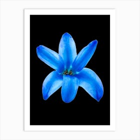 Blue Flower Isolated On Black Background Art Print