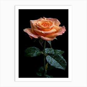 Orange Rose With Water Droplets Art Print