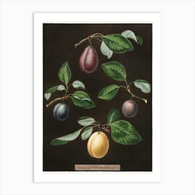 Plums Art Print