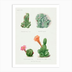 Assorted Cacti, Familie Der Cacteen Art Print