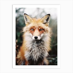 Red Fox Close Up Realism 1 Art Print