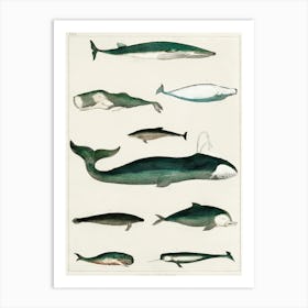 Collection Of Various Whales, Oliver Goldsmith Art Print