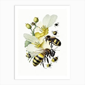 Pollination Bees 4 Vintage Art Print