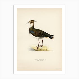 Nortnern Lapwing, The Von Wright Brothers Art Print