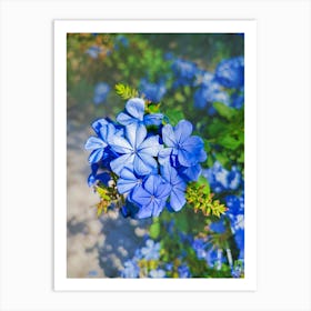 Blue Flowers 2023092514425rt1pub Art Print