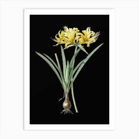 Vintage Golden Hurricane Lily Botanical Illustration on Solid Black n.0846 Art Print