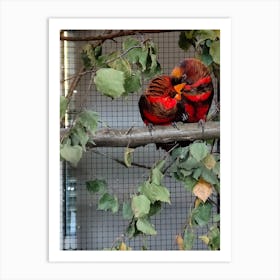 Two Parrots Perched On A Branch Art Print