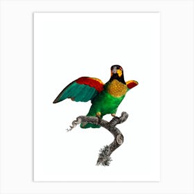 Vintage Orange Cheeked Parrot Bird Illustration on Pure White Art Print