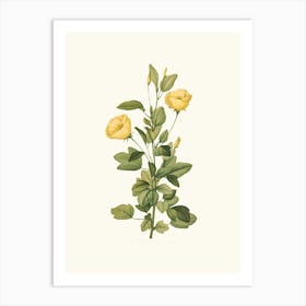 Antique Vintage Flower Illustration - Yellow 2 Art Print