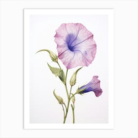 Pressed Flower Botanical Art Morning Glory 3 Art Print