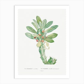 Euphorbia Neriifolia, Pierre Joseph Redoute Art Print