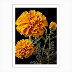 Carnations 9 Art Print