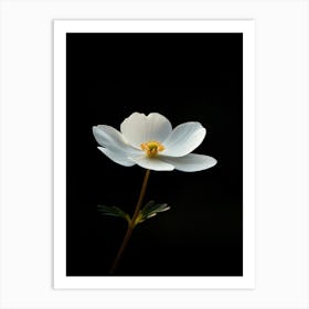 White Anemone Flower 7 Art Print