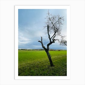 Lone Tree In A Field Art Print