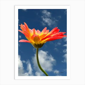 Gerbera Daisy Art Print