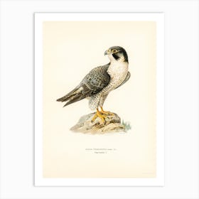 Peregrine Falcon (Falco Peregrinus), The Von Wright Brothers Art Print