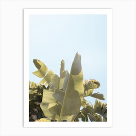 Tropical Banana Leaves Art Print