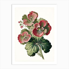 Geranium 3 Floral Botanical Vintage Poster Flower Art Print