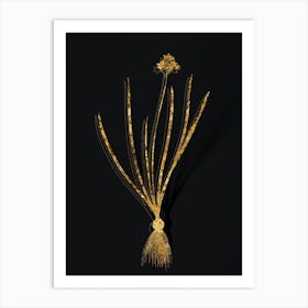 Vintage Spring Squill Botanical in Gold on Black n.0421 Art Print