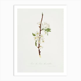 Musky Pear Flower (Pyrus × Bretschneideri) From Pomona Italiana (1817 1839), Giorgio Gallesio Art Print