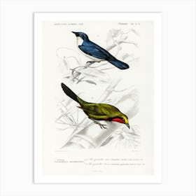 Different Types Of Birds, Charles Dessalines D'Orbigny 11 Art Print