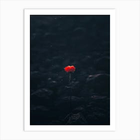 Single Red Poppy 5 Art Print