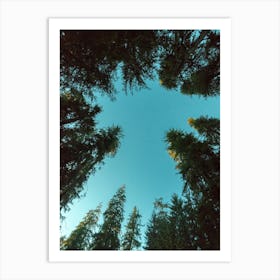 Things Are Looking Up - Redwood National Park Art Print