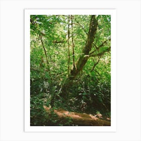California Redwood Forest II on Film Art Print