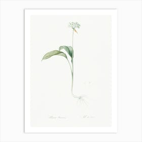 Ramsons Illustration From Les Liliacées (1805), Pierre Joseph Redoute Art Print