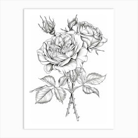 Roses Sketch 33 Art Print