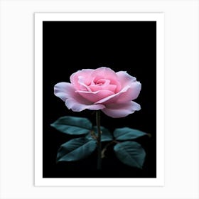 Pink Rose On Black Background 70 Art Print