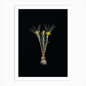 Vintage Cloth of Gold Crocus Botanical Illustration on Solid Black n.0885 Art Print