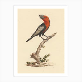 Black Billed Barbet, Luigi Balugani Art Print