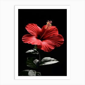 Hibiscus Flower 8 Art Print