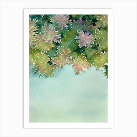 Acropora Palifera Ii Storybook Watercolour Art Print