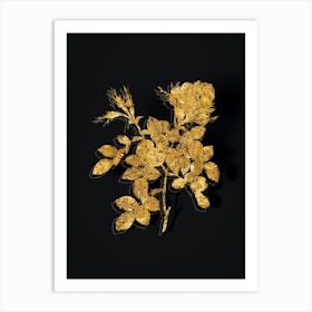Vintage Dwarf Damask Rose Botanical in Gold on Black n.0474 Art Print