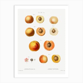 Apricot, Pierre Joseph Redoute 1 Art Print