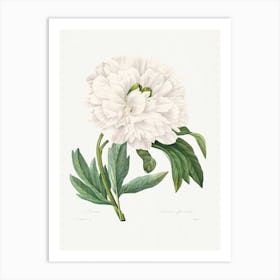 Peony From Choix Des Plus Belles Fleurs, Pierre Joseph Redouté Art Print