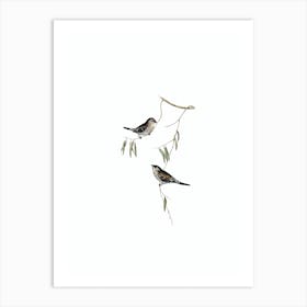 Vintage Plain Coloured Finch Bird Illustration on Pure White n.0367 Art Print
