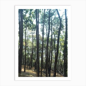 A Beautiful Forest 6 By Binod Dawadi Art Print