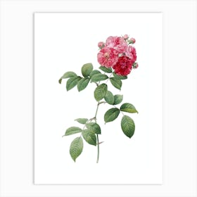 Vintage Seven Sisters Roses Botanical Illustration on Pure White n.0760 Art Print