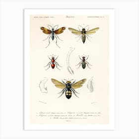 Different Types Of Insects, Charles Dessalines D'Orbigny 2 Art Print