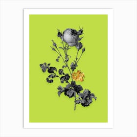 Vintage Celery Leaved Cabbage Rose Black and White Gold Leaf Floral Art on Chartreuse Art Print