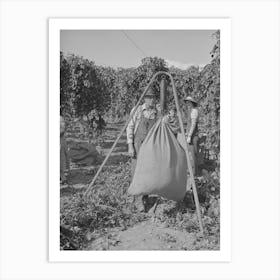 Weighing In Sacks Of Hops, Yakima County, Washington By Russell Lee Art Print